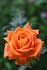 Whisky Mac, Cl. rose photo