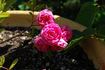 Baby Bath rose photo