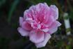 Carol Amling rose photo