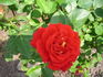 Magic Hit ® rose photo
