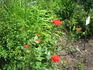 Magic Hit ® rose photo