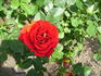 Magic Hit ® rose photo