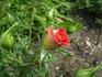 Magic Hit ® rose photo
