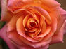 Patchwork rose photo