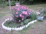 Greetings ™ rose photo