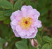Belgian Lace rose photo