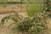 Belgian Lace rose photo