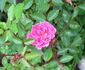 Little Pinkie rose photo