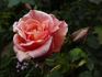 PEAhigh rose photo