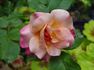 Fitzhugh's Diamond rose photo