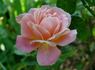 Hawaiian Sunset rose photo