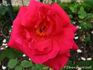 Andrée Palthey rose photo