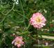 South Orange Perfection rose photo
