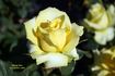 Shining Hour ™ rose photo