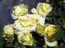 Shining Hour ™ rose photo