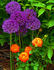 Carefree Tapestry rose photo