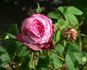 Agar rose photo