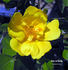 Star of Persia rose photo