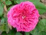 Géant des Batailles rose photo