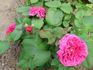 Géant des Batailles rose photo