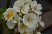R. rubus rose photo