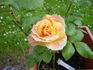 Paul Cézanne ® rose photo