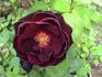 Louis XII rose photo