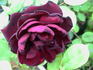 Louis XII rose photo