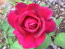 Princess Nagako rose photo
