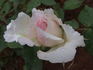 Edith de Murat rose photo