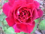 Princess Nagako rose photo