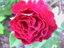 Dinah rose photo