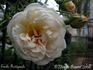 Émile Fortépaule rose photo