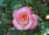 Candia rose photo