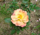 Bengal Tiger ™ rose photo