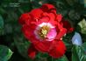 Teeny Bopper™ rose photo