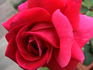 Rübezahl rose photo