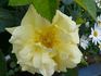 Jacobs Krönung rose photo