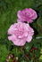 Blue Angel rose photo