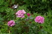 Blue Angel rose photo