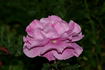 Blue Angel rose photo