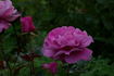 Blue Angel rose photo