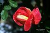 Madame L. Dieudonné rose photo