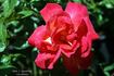 Madame L. Dieudonné rose photo