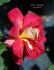 Madame L. Dieudonné rose photo