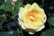 Amberlight rose photo
