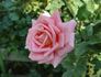 Worthwhile rose photo