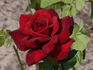 Sommerduft ® rose photo