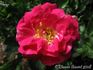 Ardon rose photo