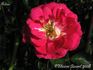 Ardon rose photo